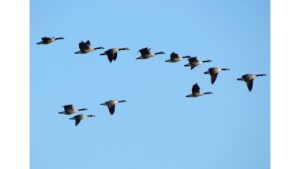 ‘Morning Glory’: A Poem by T.M. Moore