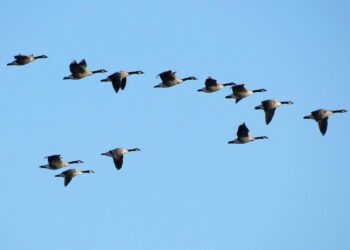 ‘Morning Glory’: A Poem by T.M. Moore