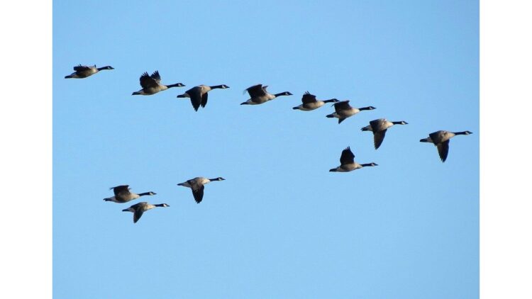 photo of Canada geese flying (U.S. Fish and Wildlife Service Headquarters)