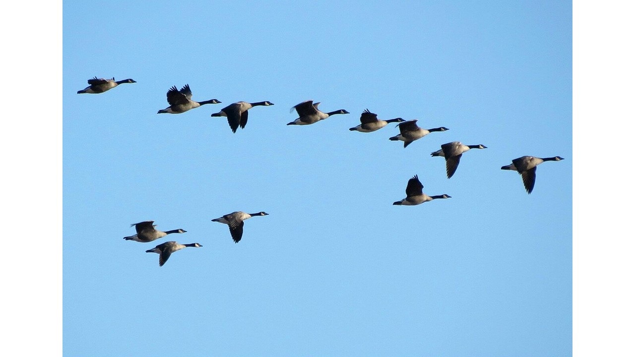 ‘Morning Glory’: A Poem by T.M. Moore