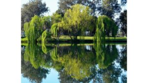 ‘The Willow Guard’: A Poem by Isabella Simmonds