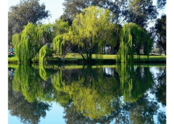 ‘The Willow Guard’: A Poem by Isabella Simmonds