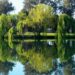 ‘The Willow Guard’: A Poem by Isabella Simmonds