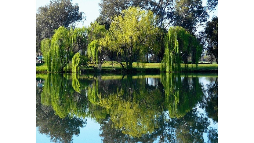 ‘The Willow Guard’: A Poem by Isabella Simmonds