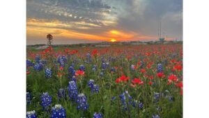 ‘Where the Sweet Bluebonnets Bloom’: A Poem by Roy E. Peterson