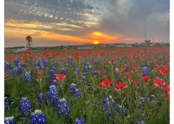 ‘Where the Sweet Bluebonnets Bloom’: A Poem by Roy E. Peterson