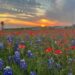 'Where the Sweet Bluebonnets Bloom': A Poem by Roy E. Peterson 5 ‘Where the Sweet Bluebonnets Bloom’: A Poem by Roy E. Peterson