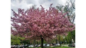 'Cherry Blossom': A Poem by Lauren V. Leon 2 ‘Cherry Blossom’: A Poem by Lauren V. Leon