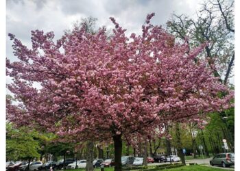 ‘Cherry Blossom’: A Poem by Lauren V. Leon