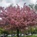 'Cherry Blossom': A Poem by Lauren V. Leon 6 ‘Cherry Blossom’: A Poem by Lauren V. Leon