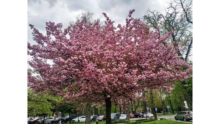 ‘Cherry Blossom’: A Poem by Lauren V. Leon