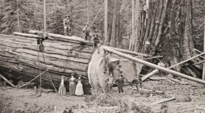 'Ballad of the Sequoia': A Poem by Lauren V. Leon 2 ‘Ballad of the Sequoia’: A Poem by Lauren V. Leon
