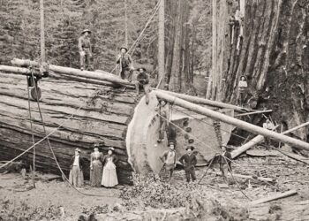 ‘Ballad of the Sequoia’: A Poem by Lauren V. Leon