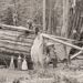 ‘Ballad of the Sequoia’: A Poem by Lauren V. Leon