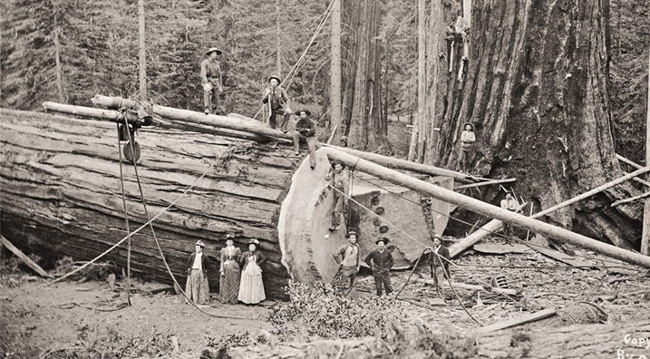 'Ballad of the Sequoia': A Poem by Lauren V. Leon 1 a photo of loggers with a sequoia tree (public domain)