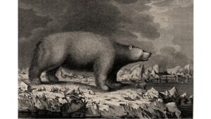 'Pouting Polly': A Poem by Robert Nachtegall 13 ‘Pouting Polly’: A Poem by Robert Nachtegall