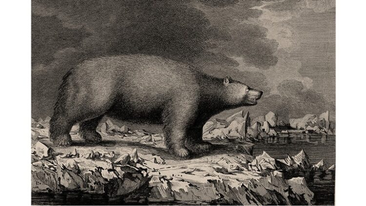 engraving of a bear by P. Mazell after J. Webber