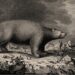 'Pouting Polly': A Poem by Robert Nachtegall 4 ‘Pouting Polly’: A Poem by Robert Nachtegall