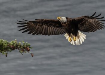 ‘The Eagle’: A Poem by Bruce Dale Wise