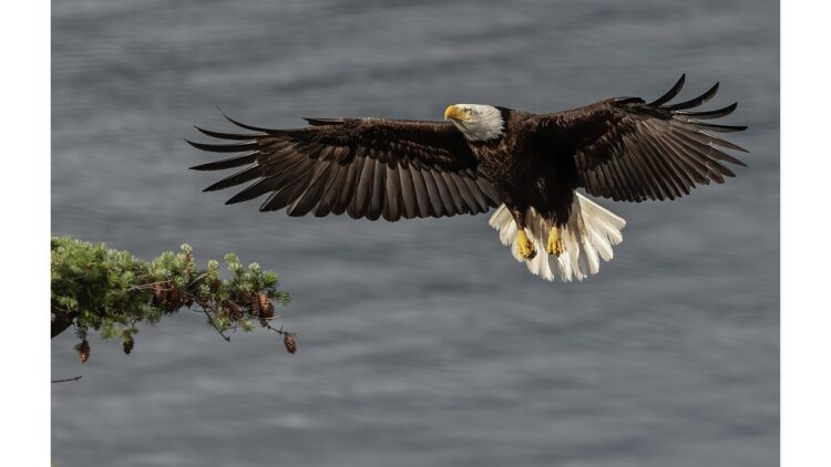 'The Eagle': A Poem by Bruce Dale Wise 1 photo of a bald eagle by Deborah Freeman