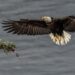 'The Eagle': A Poem by Bruce Dale Wise 6 ‘The Eagle’: A Poem by Bruce Dale Wise