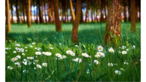 'Spring Song': A Poem by Rohini Sunderam 2 ‘Spring Song’: A Poem by Rohini Sunderam