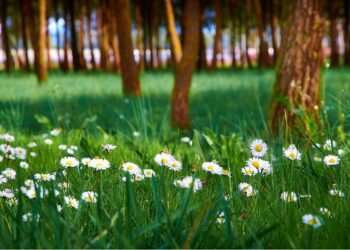 ‘Spring Song’: A Poem by Rohini Sunderam