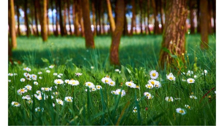 'Spring Song': A Poem by Rohini Sunderam 1 a photo of daisies by Moyan Brenn