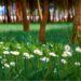 'Spring Song': A Poem by Rohini Sunderam 6 ‘Spring Song’: A Poem by Rohini Sunderam