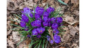 ‘Vernal Clinic’ and Other Poetry by C.B. Anderson