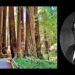 A Song Inspired by Edward Rowland Sill's 'Among the Redwoods', by Gunny Markefka 4 A Song Inspired by Edward Rowland Sill’s ‘Among the Redwoods’, by Gunny Markefka