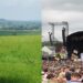 ‘A Fallow Year at Worthy Farm’: A Poem by Paul A. Freeman