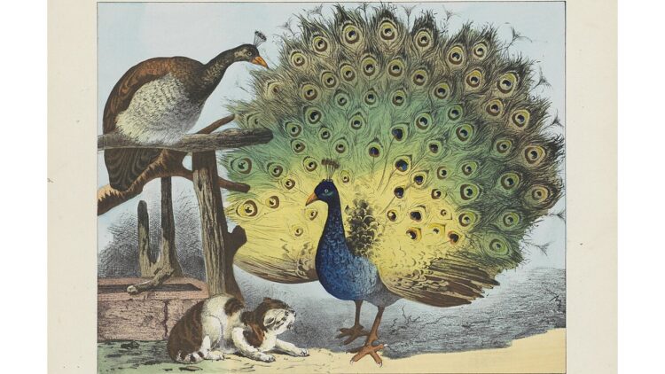 'My Pyjamas!' and Other Poems by Susan Jarvis Bryant 1 a peacock illustration (public domain)