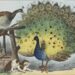 ‘My Pyjamas!’ and Other Poems by Susan Jarvis Bryant