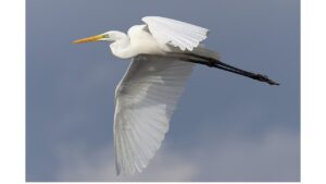 ‘A Snowy Egret’: A Poem by Bruce Dale Wise