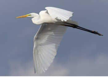 ‘A Snowy Egret’: A Poem by Bruce Dale Wise