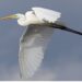 ‘A Snowy Egret’: A Poem by Bruce Dale Wise