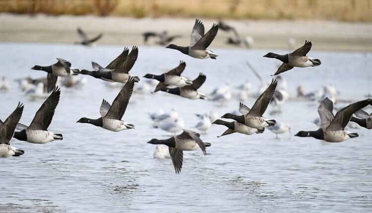 'Latitude and Loss': A Poem by Martin Briggs 1 a photo of brent geese flying (public domain)