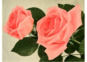 ‘The Secret Rose’ and Other Poetry by Luke Perera