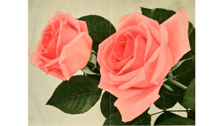 image (possibly colorized photo) from The American Rose Annual (public domain)