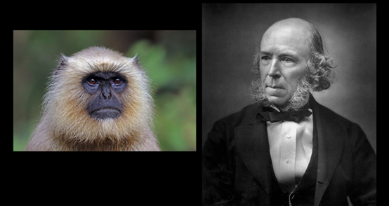 photos of Herbert Spencer and a monkey (public domain)