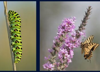 ‘Swallowtails’ and Other Poetry by Mary Jane Myers