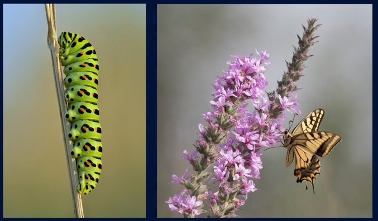 'Swallowtails' and Other Poetry by Mary Jane Myers 1 swallowtail butterfly and caterpillar photos (public domain)