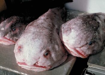 The Blobfish—‘Mr Blobby’: A Poem by Paul A. Freeman