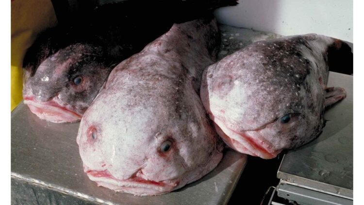 The Blobfish---‘Mr Blobby’: A Poem by Paul A. Freeman 1 photo of Blobfishes (public domain)