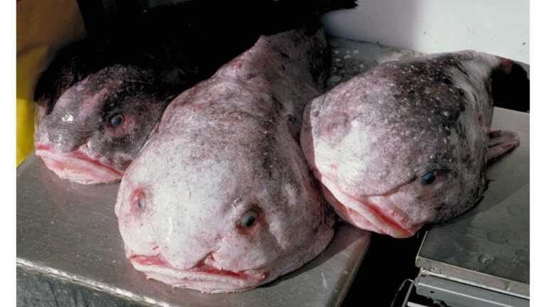 The Blobfish—‘Mr Blobby’: A Poem by Paul A. Freeman